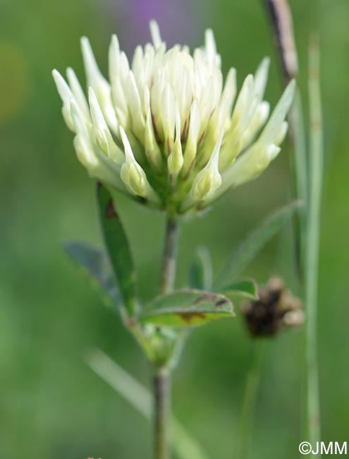 Trifolium ochroleucon