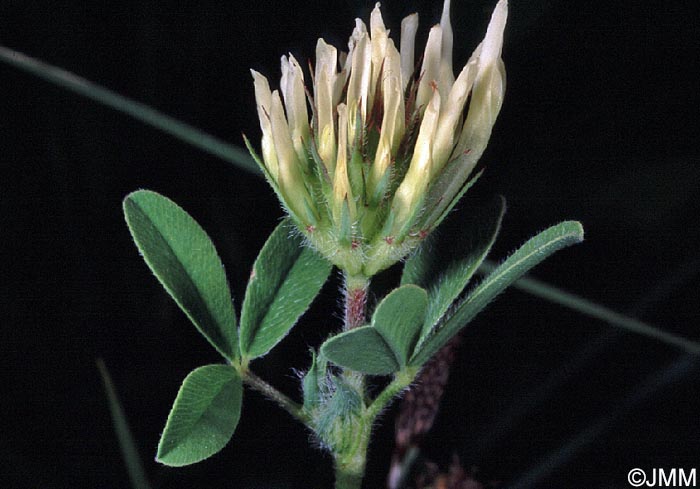 Trifolium ochroleucon