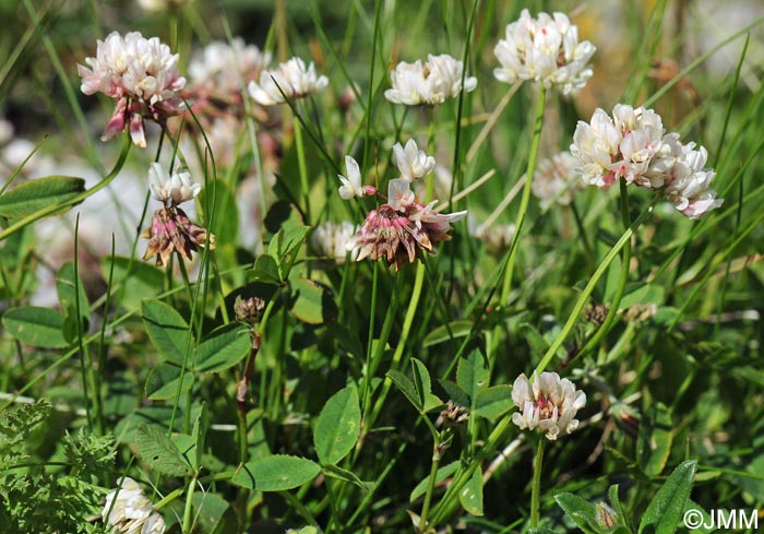 Trifolium pallescens