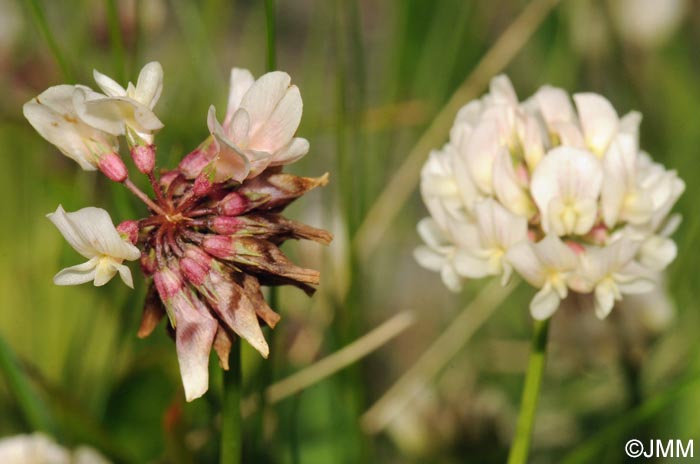 Trifolium pallescens