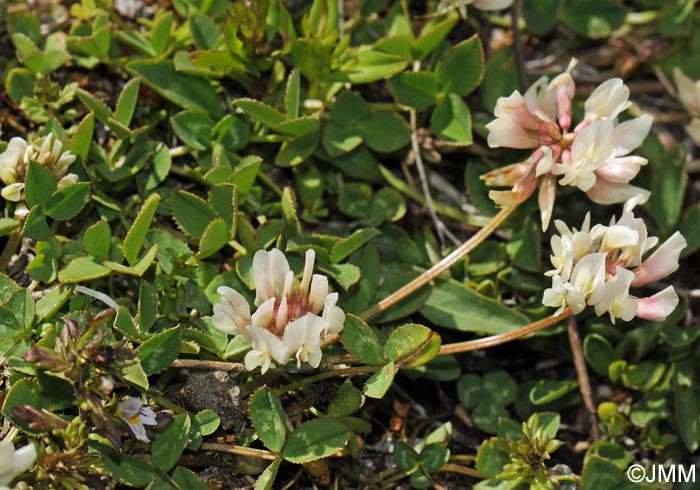 Trifolium pallescens