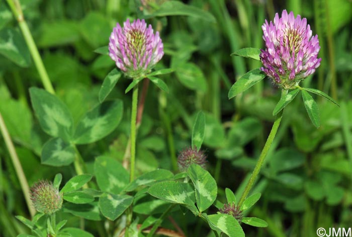 Trifolium pratense subsp. pratense