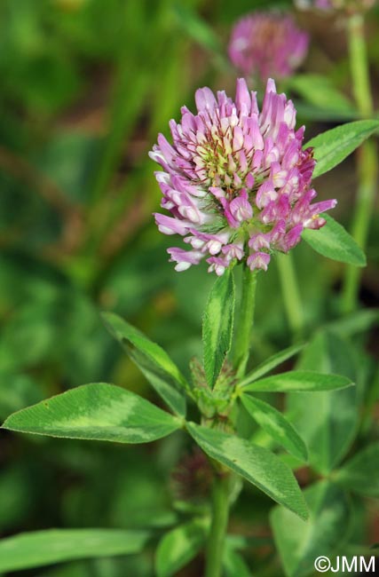 Trifolium pratense subsp. pratense