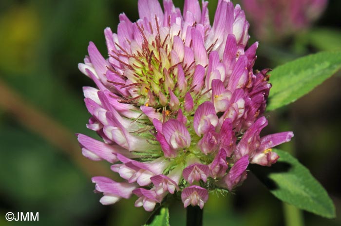 Trifolium pratense subsp. pratense