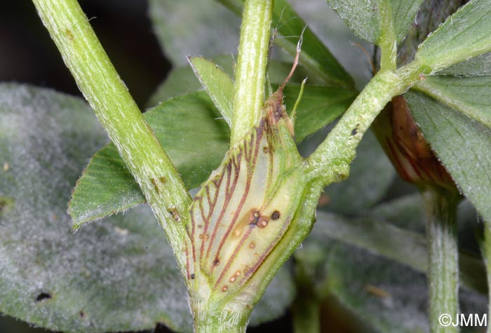 Trifolium pratense subsp. pratense