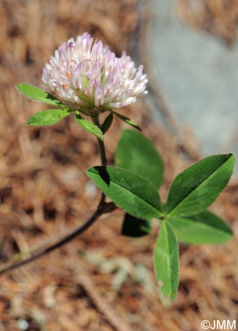 Trifolium pratense subsp. borderi