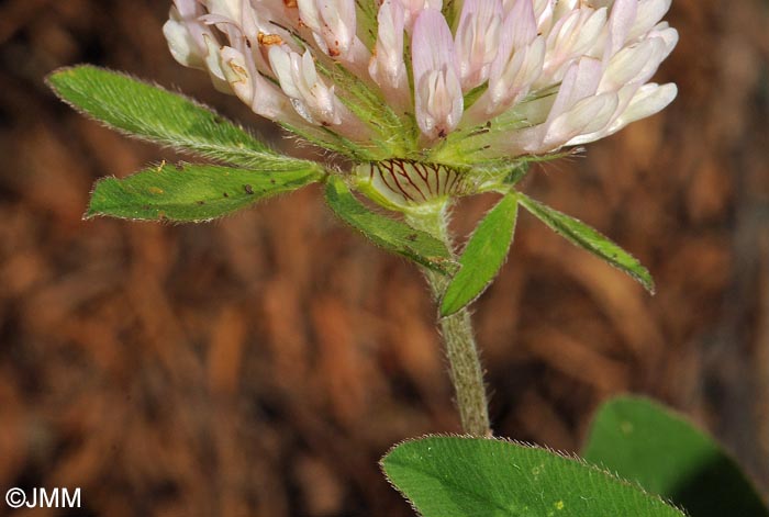 Trifolium pratense subsp. borderi