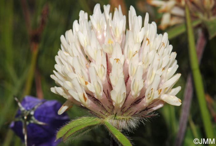 Trifolium pratense subsp. nivale = Trifolium pratense var. villosum