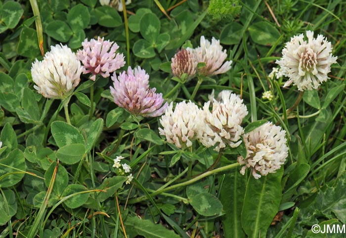 Trifolium pratense subsp. nivale = Trifolium pratense var. villosum