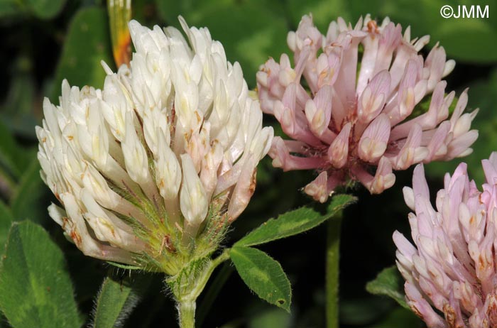 Trifolium pratense subsp. nivale = Trifolium pratense var. villosum