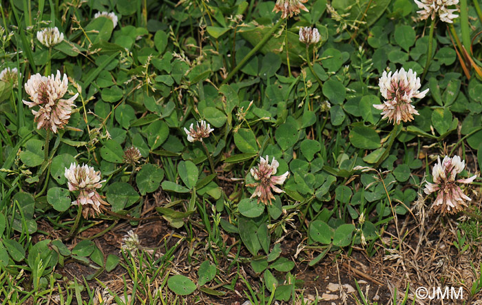 Trifolium repens