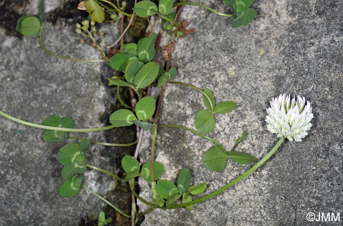 Trifolium repens