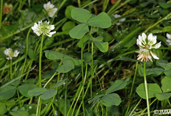 Trifolium repens