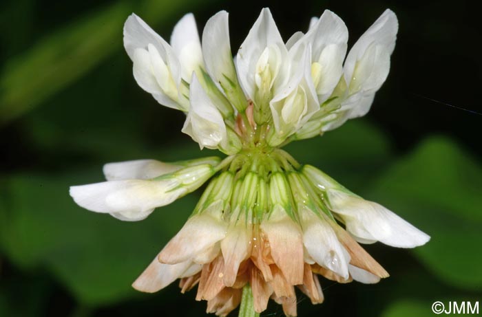 Trifolium repens