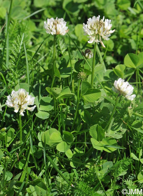 Trifolium repens