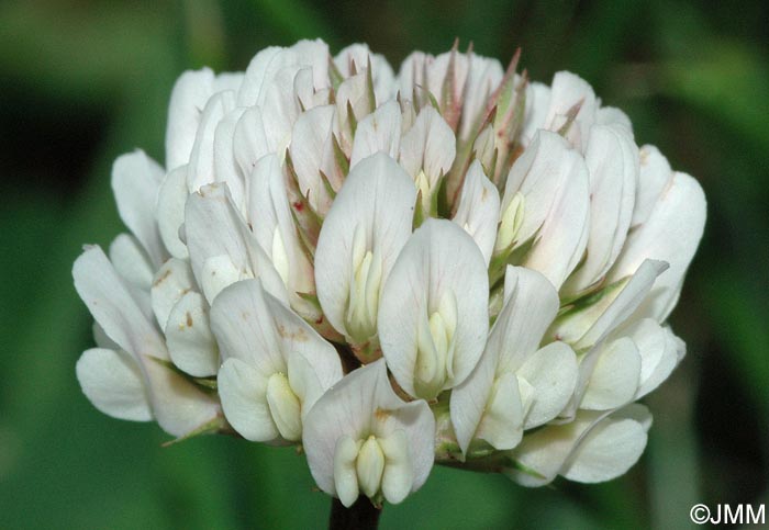 Trifolium repens