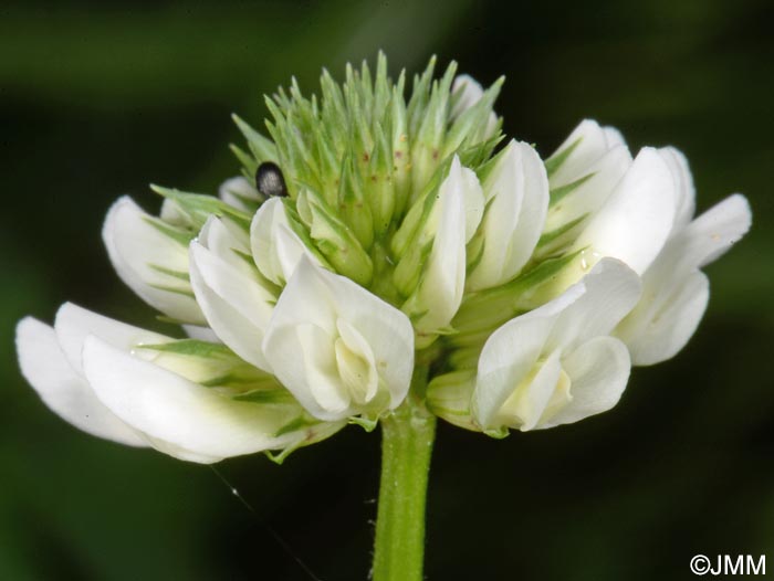 Trifolium repens