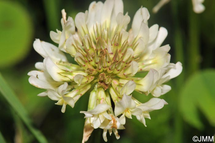 Trifolium repens