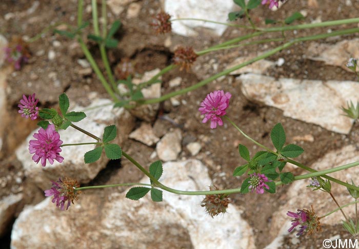 Trifolium resupinatum