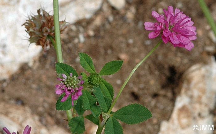 Trifolium resupinatum