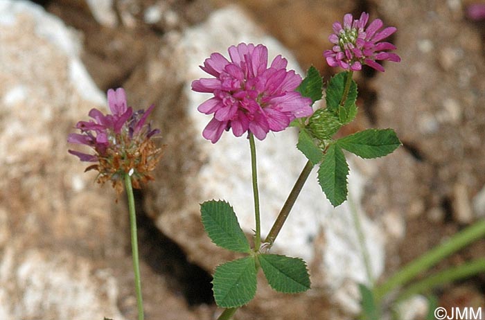 Trifolium resupinatum