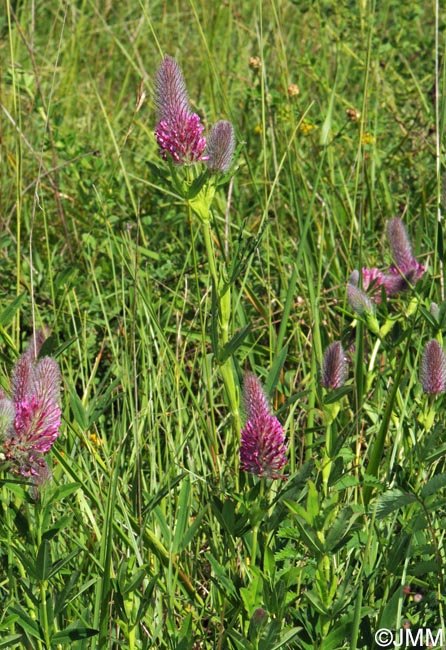 Trifolium rubens