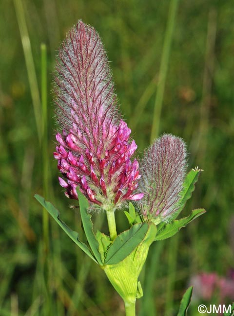 Trifolium rubens