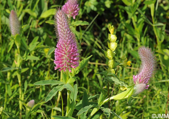 Trifolium rubens