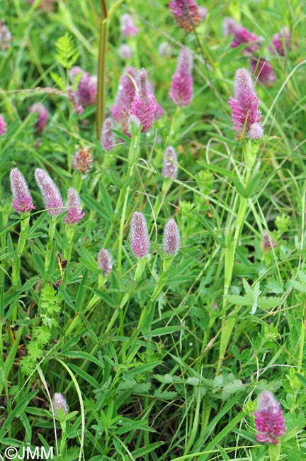 Trifolium rubens