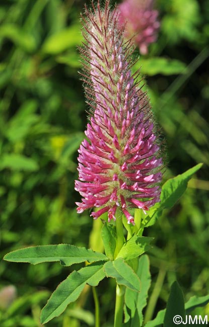 Trifolium rubens