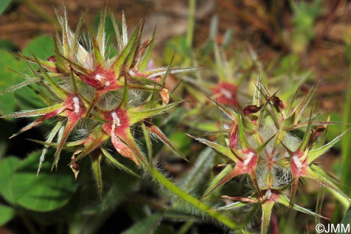 Trifolium stellatum