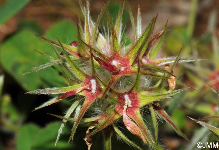 Trifolium stellatum