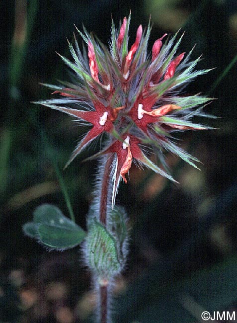 Trifolium stellatum