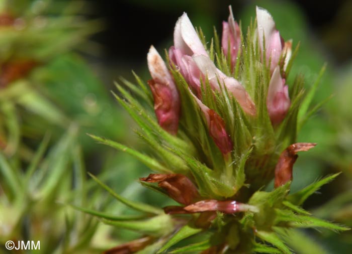 Trifolium stellatum