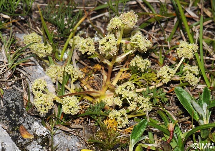 Trinia glauca