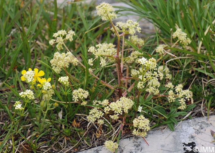 Trinia glauca