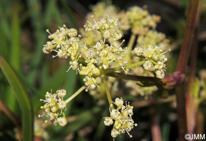 Trinia glauca