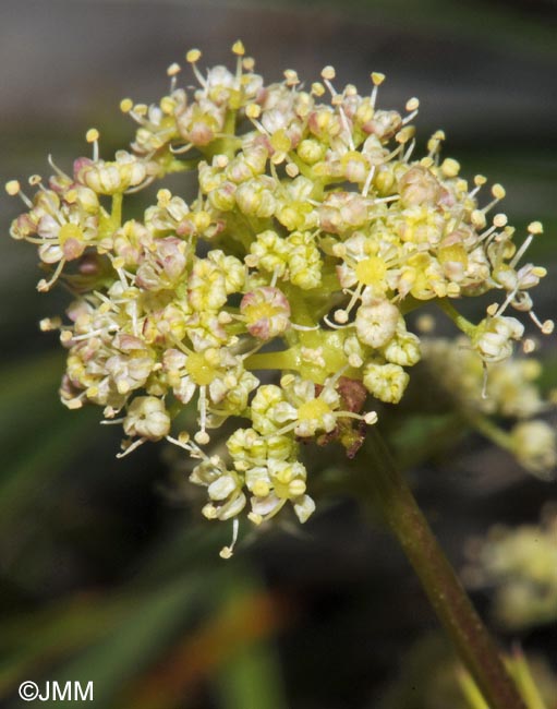 Trinia glauca