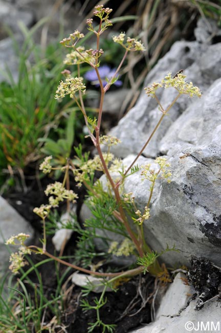 Trinia glauca