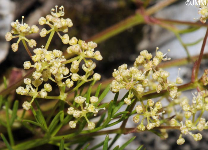 Trinia glauca