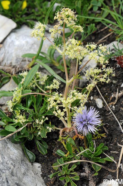Trinia glauca & Globularia cordifolia