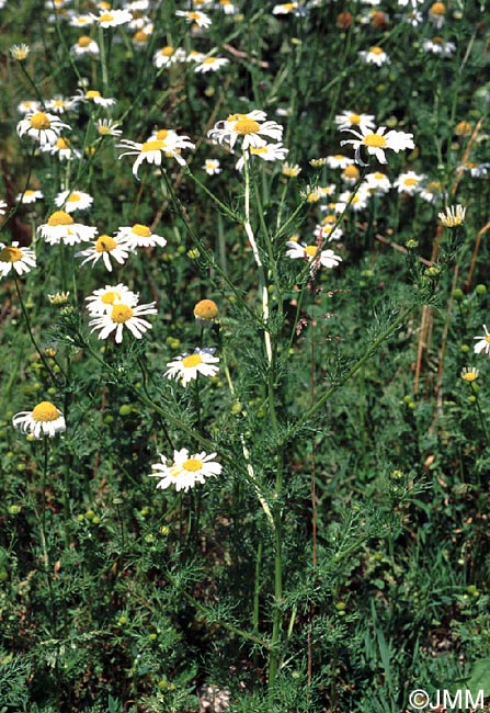 Tripleurospermum inodorum = Matricaria inodora