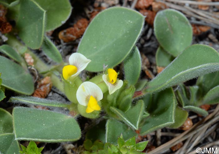 Tripodion tetraphyllum = Anthyllis tetraphylla