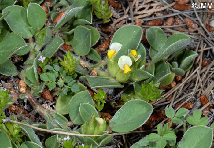 Tripodion tetraphyllum = Anthyllis tetraphylla