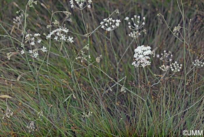 Trocdaris verticillatum