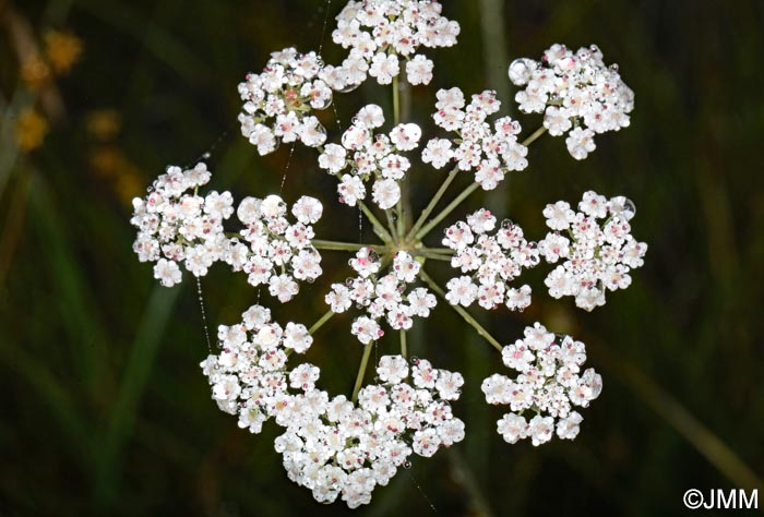 Trocdaris verticillatum