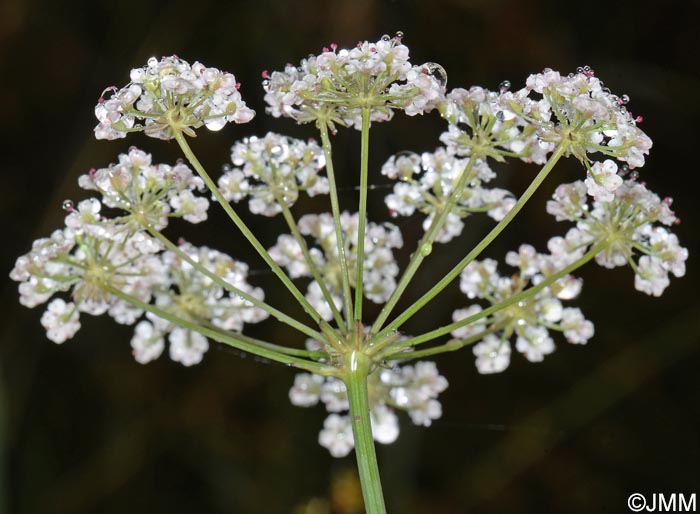 Trocdaris verticillatum