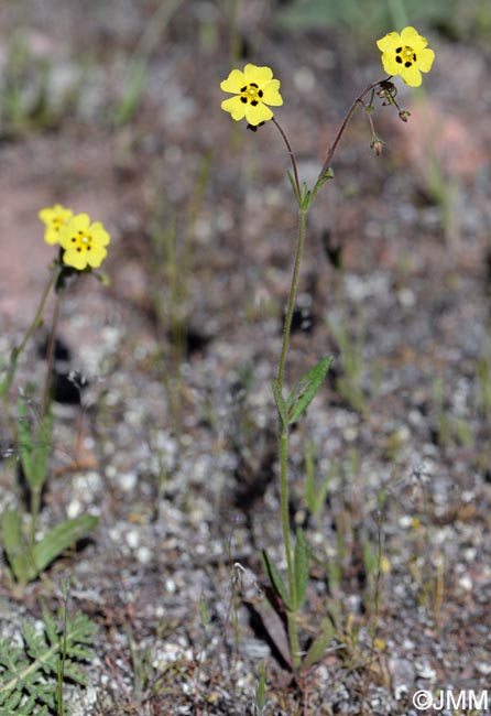 Tuberaria guttata