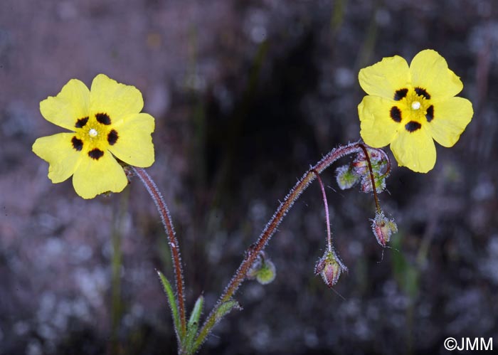 Tuberaria guttata