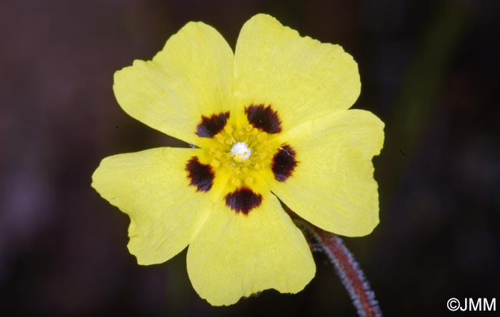 Tuberaria guttata